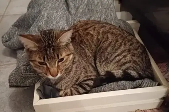 Chat perdu, L'Escale, photo: Chat disparu Garçon, L'Escale (fl492345)