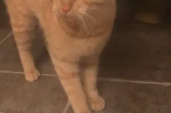 Chat trouvé Garçon, Ghisonaccia (ff492348) - photo