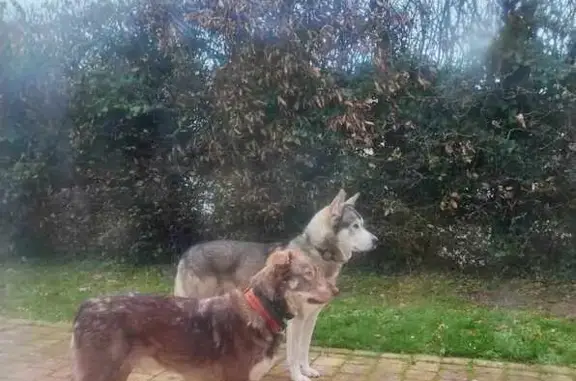 Chien perdu , photo : Chien disparu Garçon (fl492351)