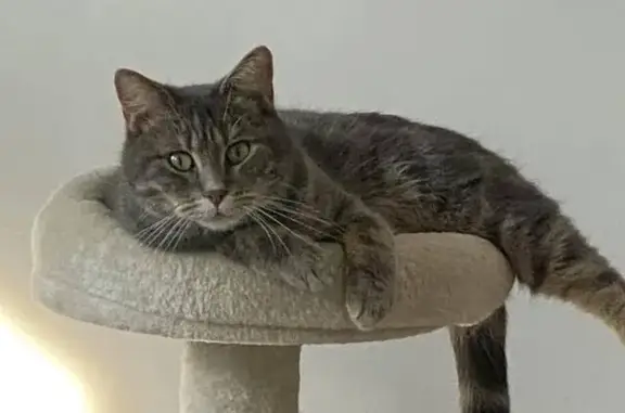 Chat perdu, Don, photo: Chat disparu Garçon, Don (fl492359)