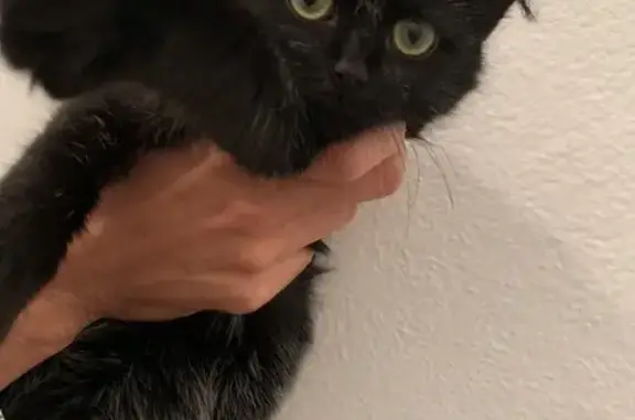 Animaux perdus , photo: Chat disparu Fille (fl492370)