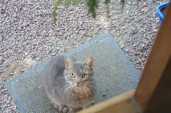 Chat trouvé Garçon, La Rivière-Saint-Sauveur (ff492373) - photo