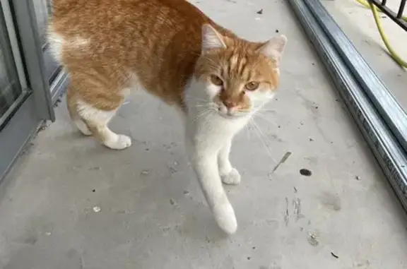 Chat trouvé, Avignon (ff492381) - photo