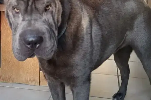 Animaux perdus , photo: Chien disparu Fille (fl492383)