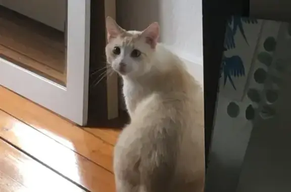 Chat perdu, Montreuil, photo: Chat disparu Garçon, Montreuil (fl492392)