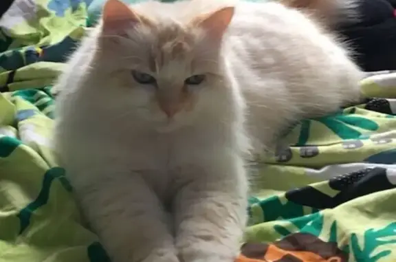 Chat disparu Garçon, Finhan (fl492399) - photo