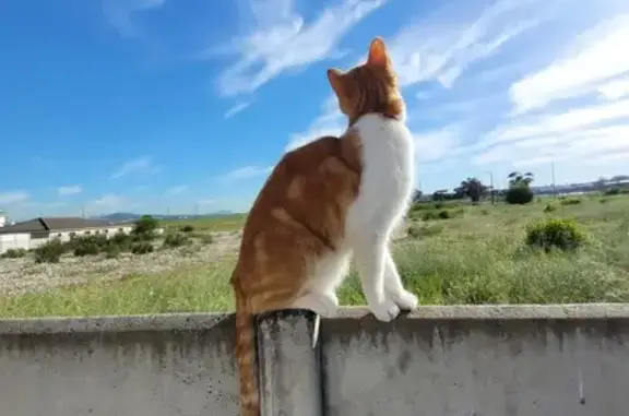 Lost cat