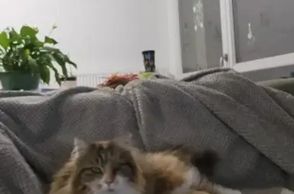 Animaux perdus Saint-Lyé, photo: Chat disparu Fille, Saint-Lyé (fl492404)