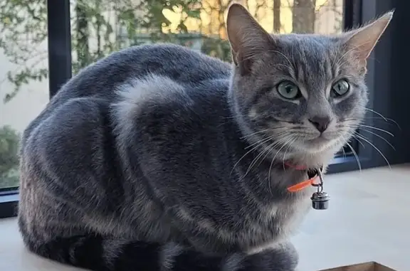 Chat perdu, Montlivault, photo: Chat disparu Garçon, Montlivault (fl492413)