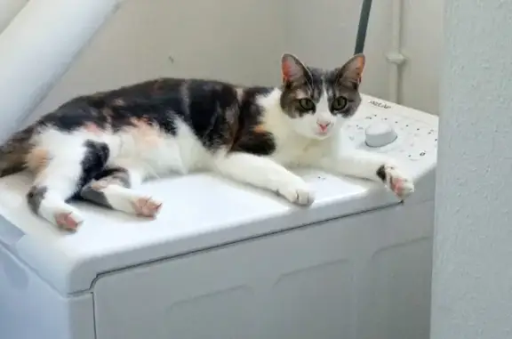 Animaux perdus Nouvelle-Aquitaine, photo: Chat disparu Fille, Nouvelle-Aquitaine (fl492418)