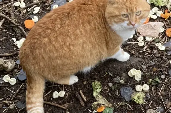Chat trouvé, Briollay (ff492423) - photo