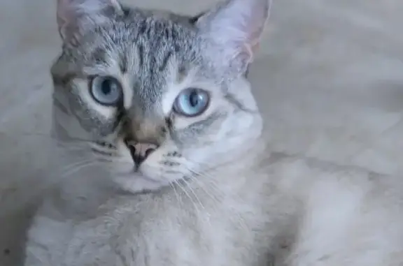 Animaux perdus Toulouse, photo: Chat disparu Fille, Toulouse (fl492428)