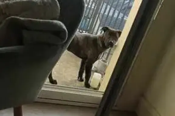 Chien trouvé Fille, Savigny-sur-Braye (ff492431) - photo