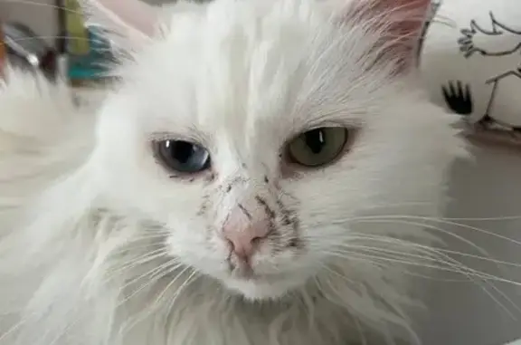 Chat trouvé Fille, Lille (ff492432) - photo
