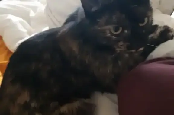 Chat trouvé Fille, La Réole (ff492434) - photo