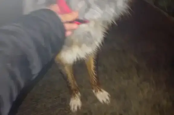 Chien trouvé Rabastens, photo: Chien trouvé Fille, Rabastens (ff492437)