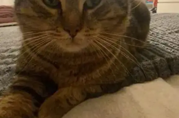 Chat perdu, Quincy-sous-Sénart, photo: Chat disparu Garçon, Quincy-sous-Sénart (fl492438)