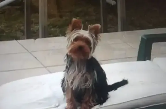 Chien perdu , photo : Chien disparu Fille (fl492439)