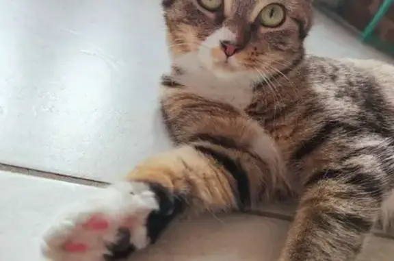Chat disparu Fille (fl492441) - photo
