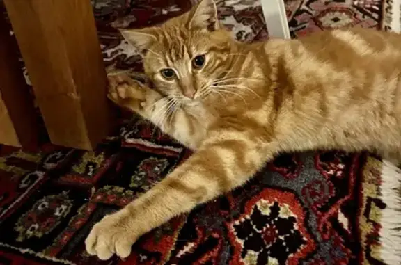 Chat trouvé Garçon, Rennes (ff492446) - photo