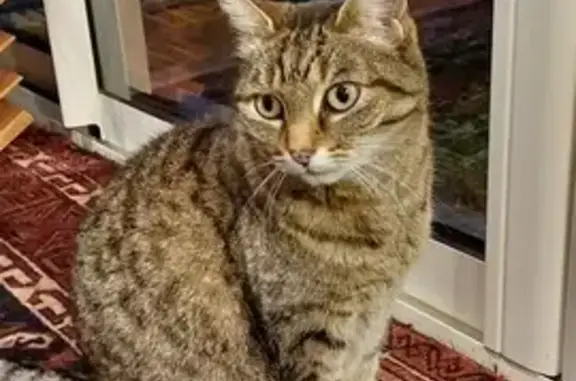 Chat perdu, Saumur, photo: Chat disparu Fille, Saumur (fl492448)