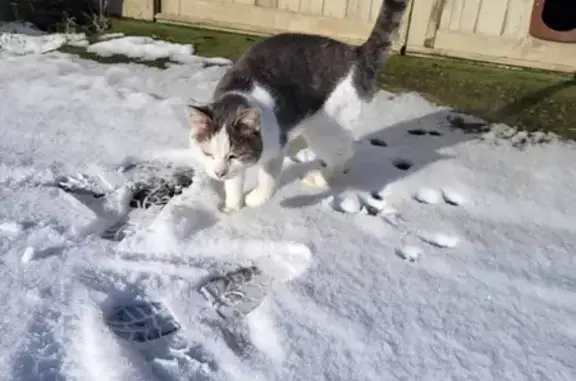 Chat trouvé Garçon (ff492453) - photo