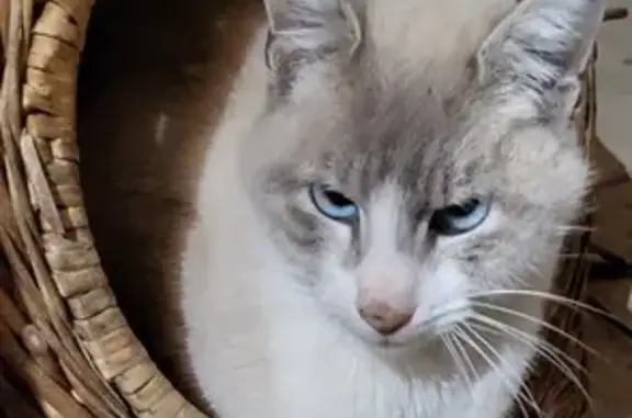 Chat trouvé, Neuville-sur-Saône (ff492464) - photo