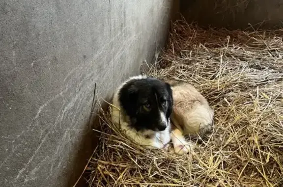 Chien perdu Marmande, photo : Chien disparu Fille, Marmande (fl492470)