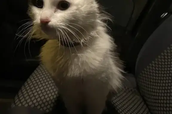 Chat trouvé Fille (ff492471) - photo