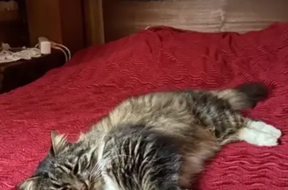 Chat perdu, Bergerac, photo: Chat disparu Fille, Bergerac (fl492478)