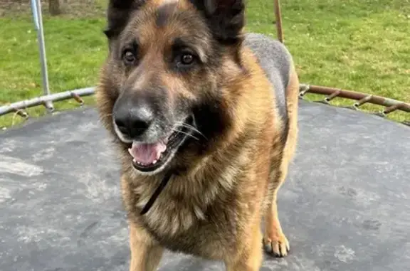 Chien perdu Anor, photo : Chien disparu Garçon, Anor (fl492483)