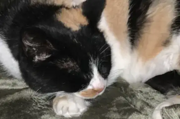 Chat trouvé Fille (ff492494) - photo
