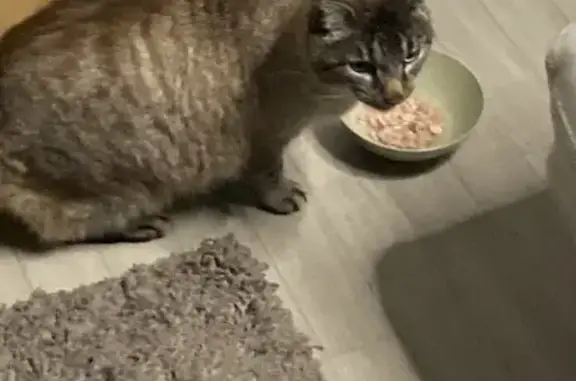 Chat trouvé Fille, Angers (ff492498) - photo