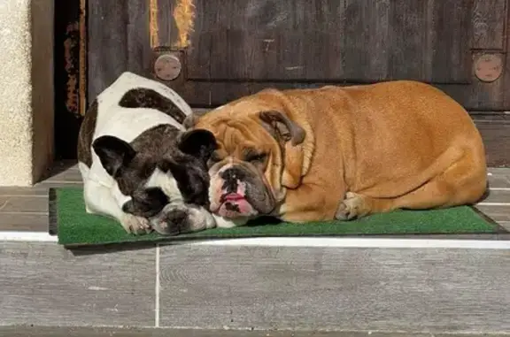 Animaux perdus , photo: Chien disparu Fille (fl492497)