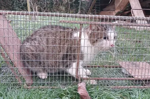 Chat trouvé (ff492502) - photo