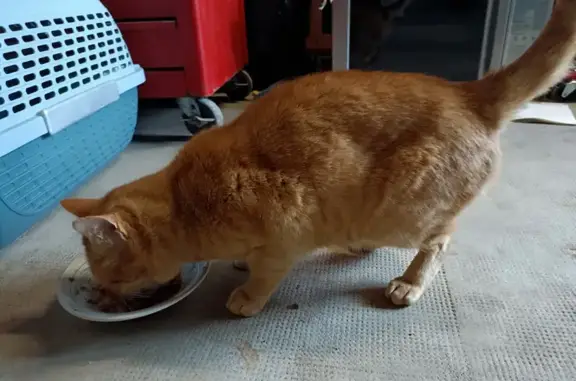 Chat trouvé Garçon (ff492504) - photo
