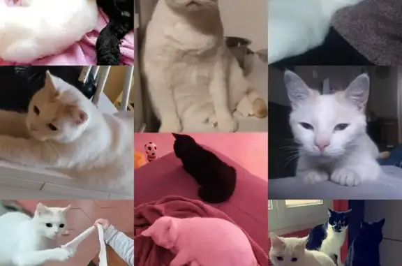 Animaux perdus , photo: Chat disparu Fille (fl492506)