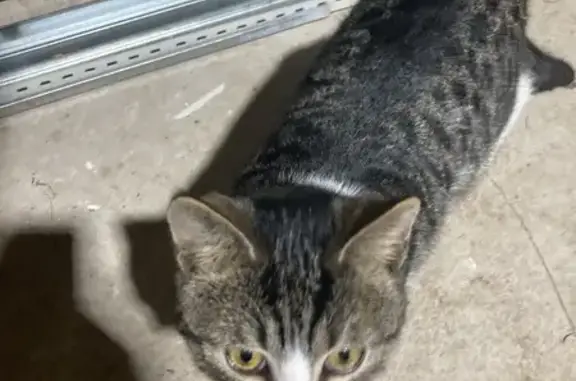 Chat trouvé (ff492508) - photo