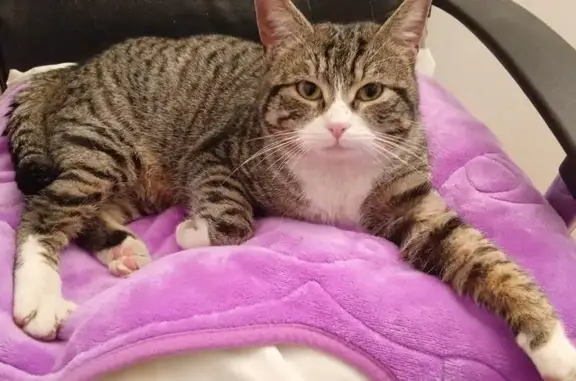 Chat trouvé Garçon, Soisy-sous-Montmorency (ff492509) - photo
