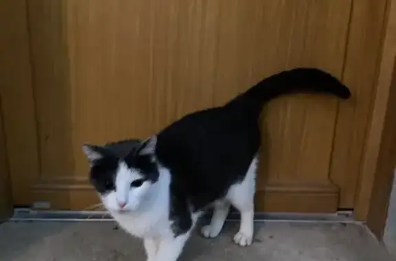 Animaux trouvés Orléans, photo: Chat trouvé, Orléans (ff492512)