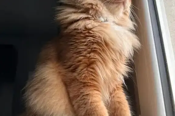 Chat perdu, Villemomble, photo: Chat disparu Garçon, Villemomble (fl492514)