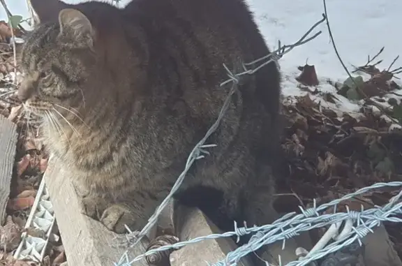 Chat trouvé (ff492520) - photo