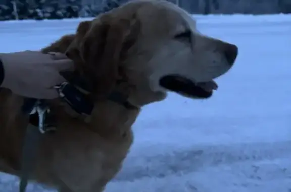 Chien trouvé (ff492528) - photo