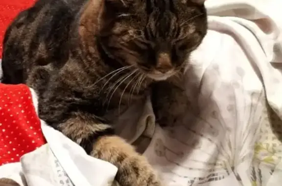 Animaux perdus , photo: Chat disparu Garçon (fl492530)