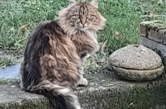 Chat trouvé, Tomblaine (ff492534) - photo