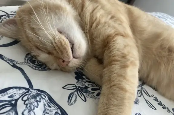 Animaux perdus Paillet, photo: Chat disparu Garçon, Paillet (fl492537)
