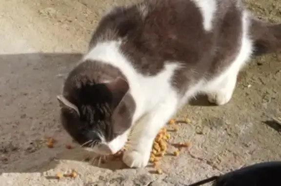 Chat trouvé (ff492516) - photo