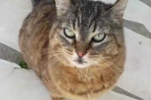 Animaux perdus Sainte-Soulle, photo: Chat disparu Fille, Sainte-Soulle (fl492538)