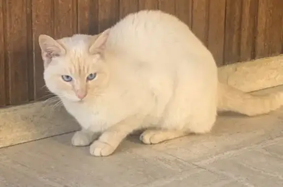 Chat trouvé, Andrésy (ff492542) - photo