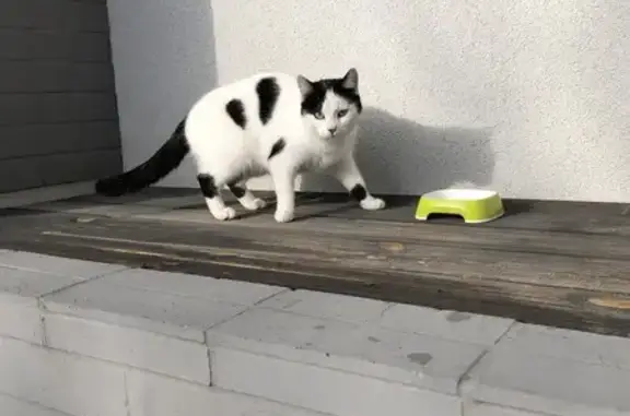Animaux trouvés Aspach-le-Bas, photo: Chat trouvé Fille, Aspach-le-Bas (ff492543)